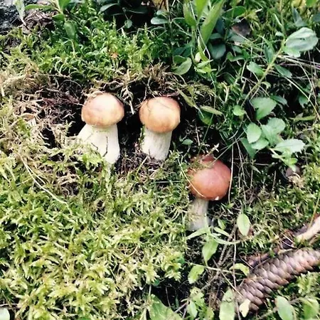 Vakantiehuis Ampio Giardino Adiacente Piste Sci 4/6 Posti Letto *